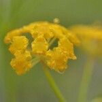 Bupleurum falcatum Flower