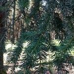 Pseudotsuga menziesiiЛист