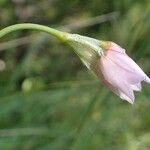 Allium narcissiflorum Fruto