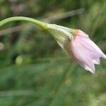 Allium narcissiflorum Fruit