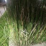 Equisetum fluviatile Foglia