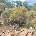 Genista fasselata Tabia