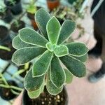 Echeveria pulvinata List