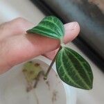 Peperomia quadrangularis Hoja