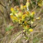 Inula conyza Fula
