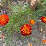 Tagetes erectaКвітка