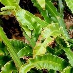 Asplenium scolopendrium Likasa