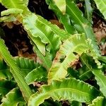 Asplenium scolopendrium Liść