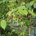 Holboellia coriacea Blüte