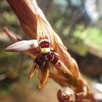 Bulbophyllum schinzianum Flower