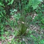 Juncus effusus Alkat (teljes növény)