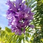 Jacaranda mimosifolia Blüte