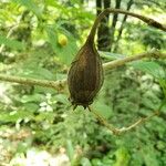 Calycanthus floridus Frutto