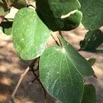 Piliostigma thonningii Leaf