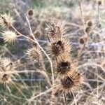 Solanum rostratum Фрукт