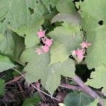 Rubus parviflorus Frucht