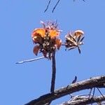 Erythrina fusca Fleur