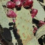 Opuntia engelmannii Frutto