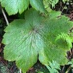 Ranunculus cortusifolius Leaf