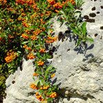 Pyracantha coccinea Fruct