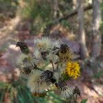 Hieracium virgultorum Frucht