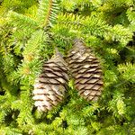 Picea abies Лист