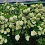 Hydrangea paniculata Hábito