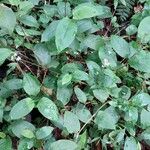 Persicaria chinensis Habit