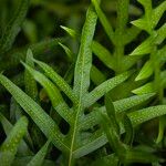 Phymatosorus scolopendria Leaf