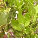 Cloezia floribunda Συνήθη χαρακτηριστικά