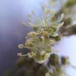 Croton macrostachyus Flower