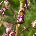 Himantoglossum adriaticum Flower