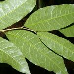 Sorocea affinis Leaf