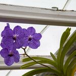 Vanda coerulescens Flor