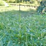 Trigonella foenum-graecum ശീലം