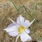 Calochortus macrocarpus Květ