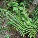 Polystichum setiferum Blad