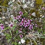 Thymus praecox Blüte