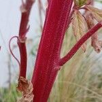 Amaranthus caudatus Кора