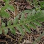 Lepidium hirtum Hostoa