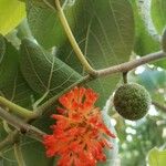 Broussonetia papyriferaFlower