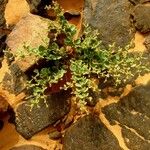 Fagonia latifolia Агульны выгляд