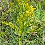 Solidago chilensis অভ্যাস