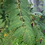 Decaisnea fargesii Leaf