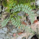 Asplenium resiliens Vekstform