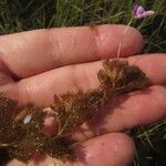 Utricularia benjaminiana Habitatea