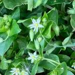 Stellaria media Blomma