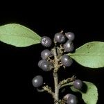 Schinus patagonica Φρούτο