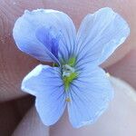 Linum pratense Кветка