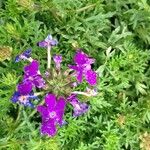 Verbena tenera ശീലം